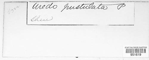Uredo neopustulata image